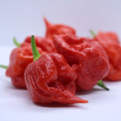 Chilli Apocalypse Red - Capsicum chinense - semena chilli - 5 ks