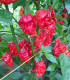 Chilli Apocalypse Red Chili - Capsicum chinense - semena chilli - 5 ks