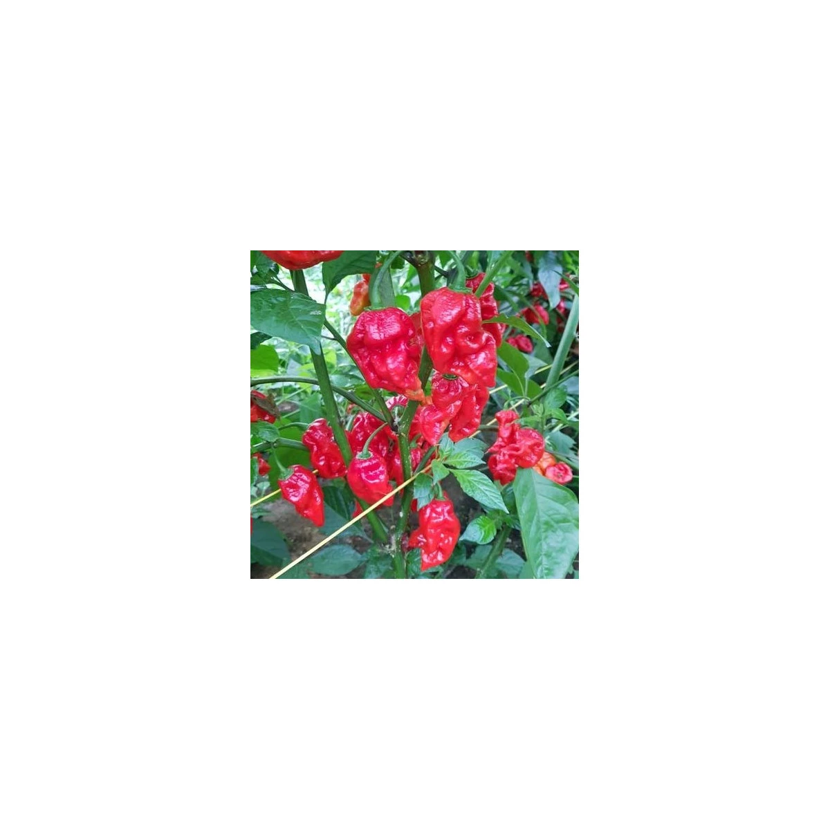 Chilli Apocalypse Red Chili - Capsicum chinense - semena chilli - 5 ks
