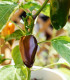 Chilli Jalapeno Brown - Capsicum annuum - semena chilli - 5 ks