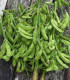 BIO Sója Edamame Chiba Green - Glycine max - bio semena sóji - 20 ks