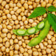 BIO Sója Tofu - Glycine max - bio semena sóji - 50 ks