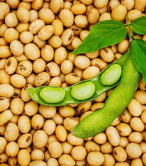 BIO Sója Tofu - Glycine max - bio semena sóji - 50 ks