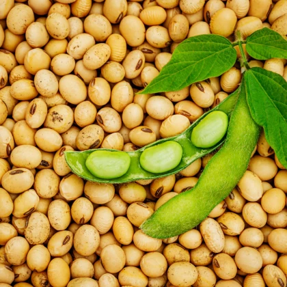 BIO Sója Tofu - Glycine max - bio semena sóji - 50 ks