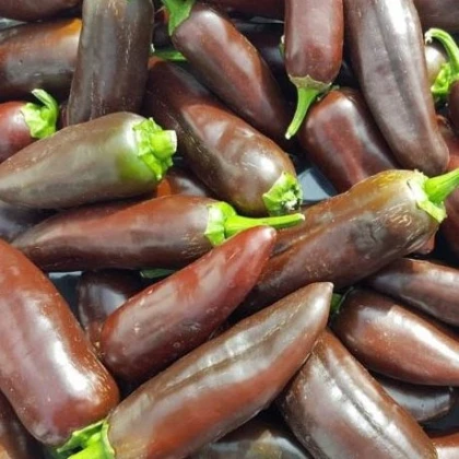 Chilli Jalapeno Brown - Capsicum annuum - semena chilli - 5 ks
