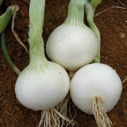 Cibule White Globe - Allium cepa - semena cibule - 100 ks