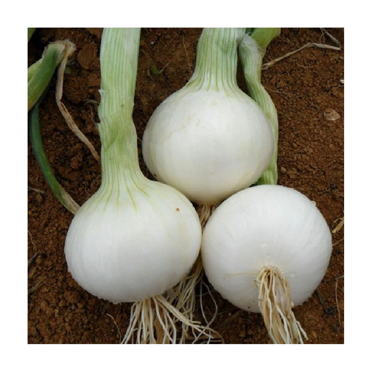 Cibule White Globe - Allium cepa - semena cibule - 100 ks