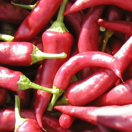 Paprika Žitava - Capsicum annuum - semena papriky - 30 ks