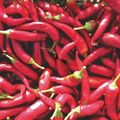 Paprika Kora Zel - Capsicum annuum - semena papriky - 40 ks