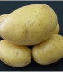 Sadbové brambory Princess - Solanum tuberosum - brambory - 5 kg