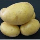 Sadbové brambory Princess - Solanum tuberosum - brambory - 5 kg