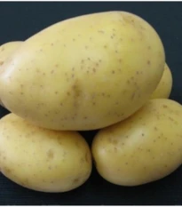 Sadbové brambory Princess - Solanum tuberosum - brambory - 5 kg