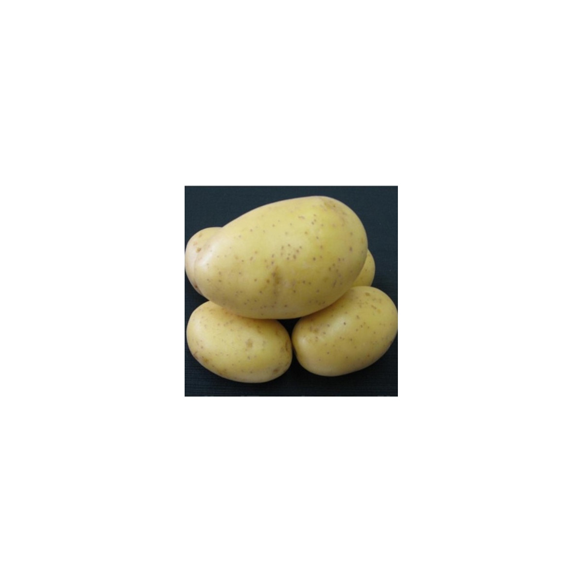 Sadbové brambory Princess - Solanum tuberosum - brambory - 5 kg