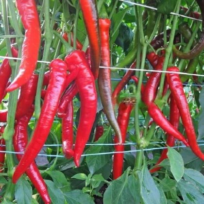 Paprika Pálivec - Capsicum annuum - semena papriky - 20 ks