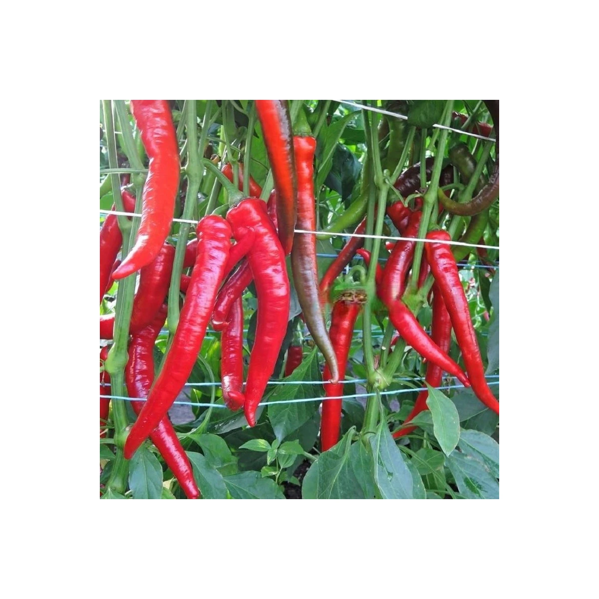 Paprika Pálivec - Capsicum annuum - semena papriky - 20 ks