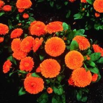 Měsíček lékařský Bon Bon oranžový - Calendula officinalis - semena měsíčku - 20 ks