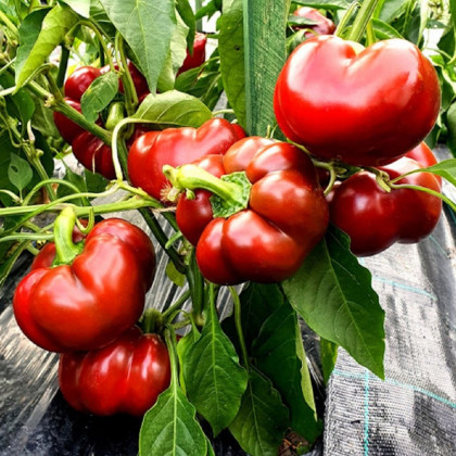 Paprika Topepo rosso - Capsicum annuum - semena papriky - 20 ks
