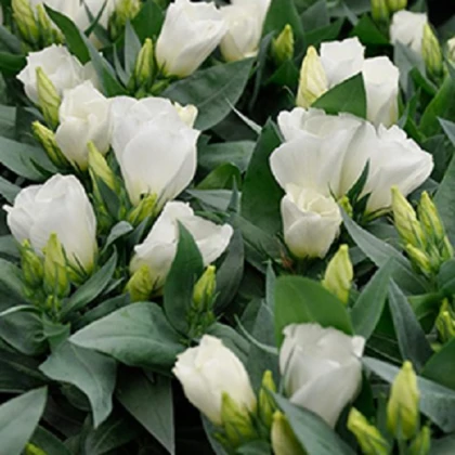 Eustoma Carmen Ivory - Eustoma grandiflorum - semena eustomy - 12 ks