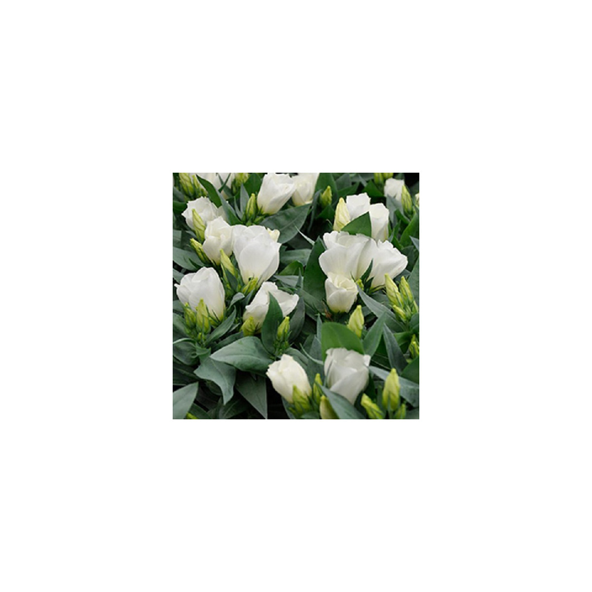 Eustoma Carmen Ivory - Eustoma grandiflorum - semena eustomy - 12 ks