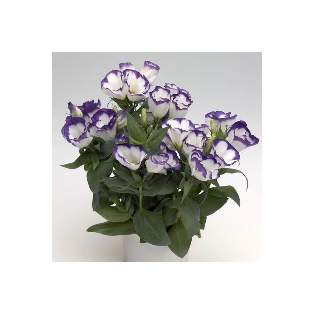 Eustoma Blue Rim F1 - Eustoma grandiflorum - semena eustomy - 12 ks