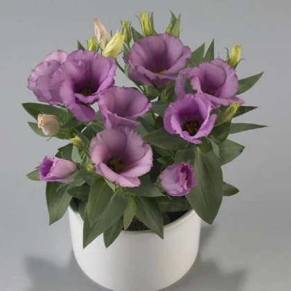 Eustoma Lilac F1 - Eustoma grandiflorum - semena eustomy - 12 ks