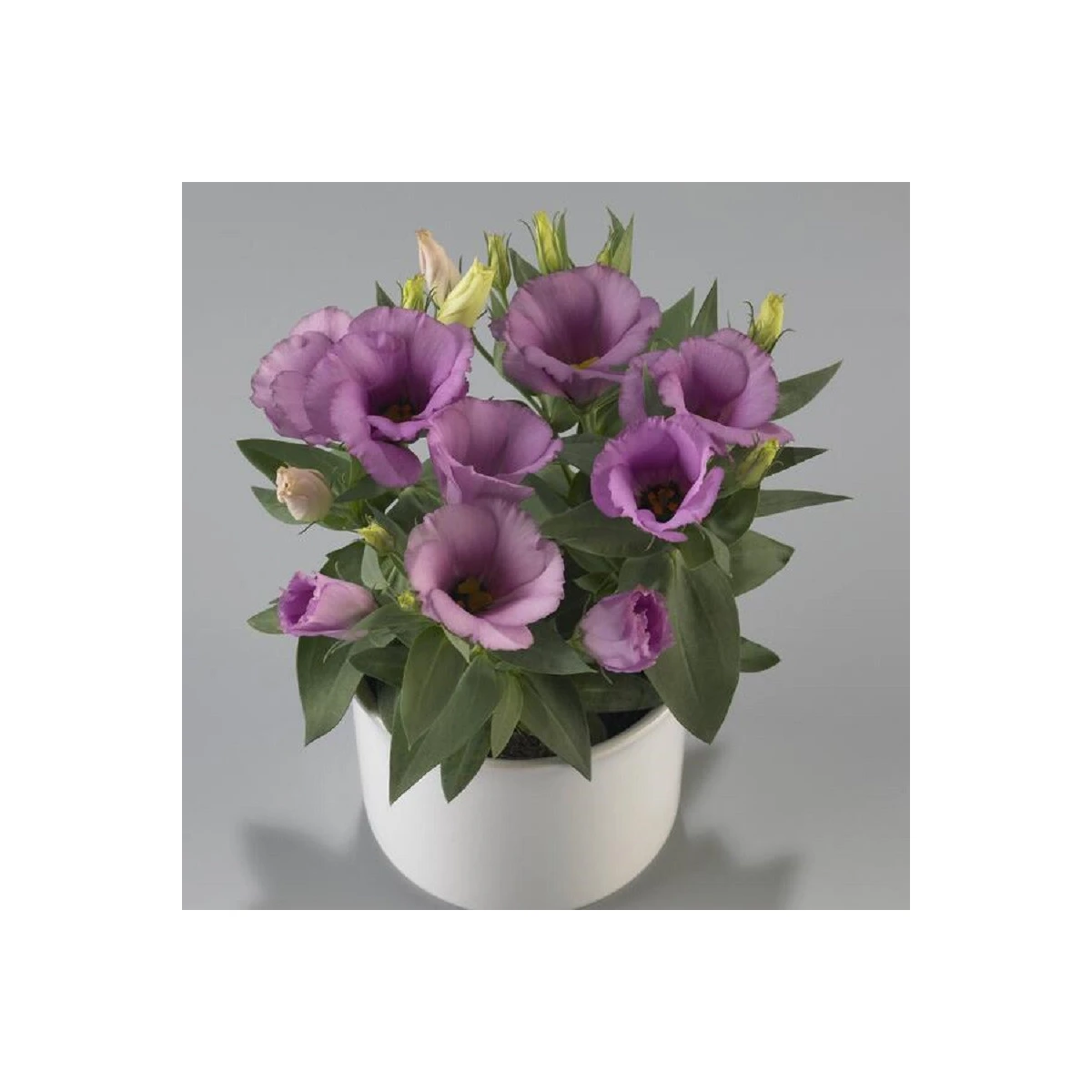 Eustoma Lilac F1 - Eustoma grandiflorum - semena eustomy - 12 ks