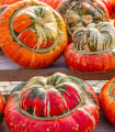 Dýně Císařská čepice - Cucurbita pepo - semena dýně - 5 ks