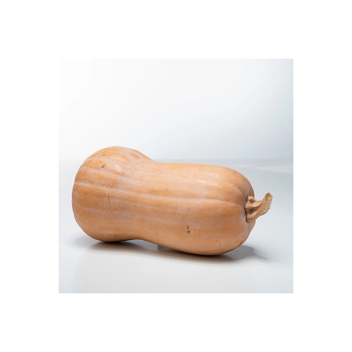 Dýně máslová Butterfly F1 - Cucurbita moschata - semena dýně - 6 ks