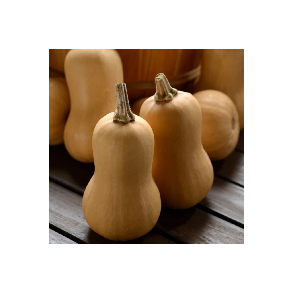 Dýně máslová Butterbaby F1 PMT - Cucurbita moschata - semena dýně - 6 ks