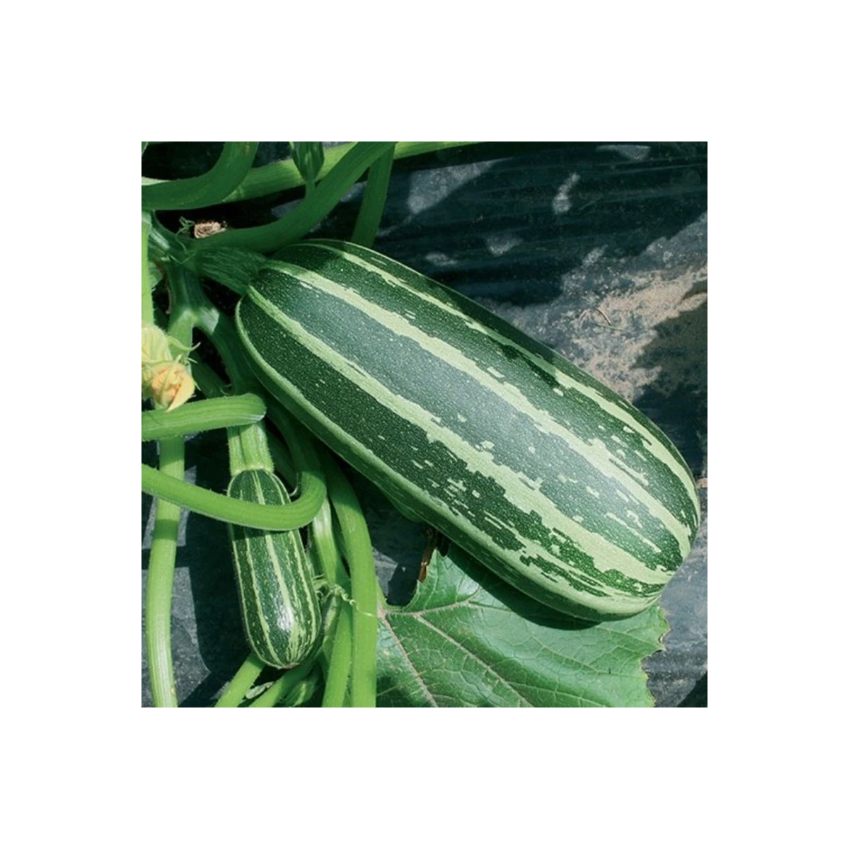 Cuketa Bush Baby F1 Marrow - Cucurbita pepo - semena cukety - 6 ks