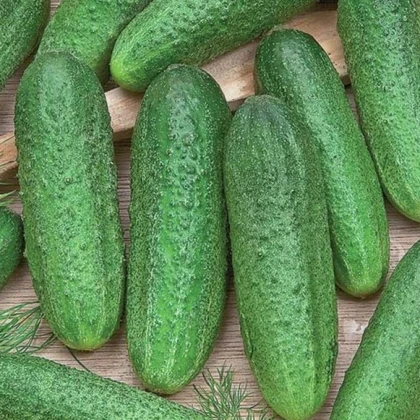 Okurka Profi F1 - Cucumis sativus - semena okurky - 15 ks