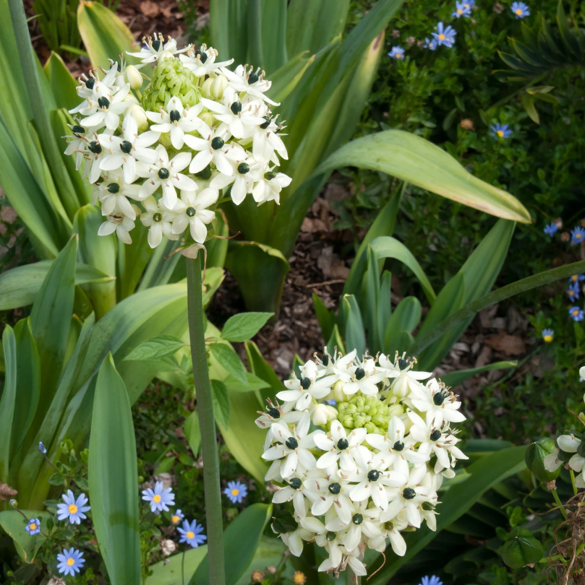 Snědek Saundersův - Ornithogalum saundersiae - cibule snědku - 1 ks