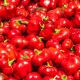 Paprika Topepo rosso - Capsicum annuum - semena papriky - 20 ks
