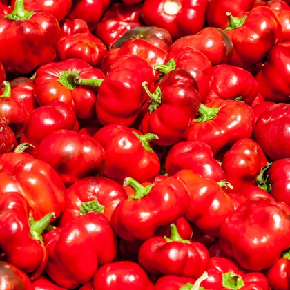 Paprika Topepo rosso - Capsicum annuum - semena papriky - 20 ks