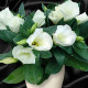 Eustoma Carmen Ivory - Eustoma grandiflorum - semena eustomy - 12 ks