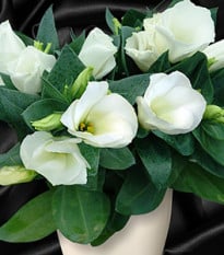 Eustoma Carmen Ivory - Eustoma grandiflorum - semena eustomy - 12 ks