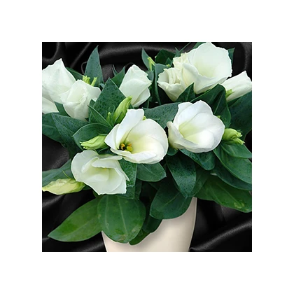 Eustoma Carmen Ivory - Eustoma grandiflorum - semena eustomy - 12 ks