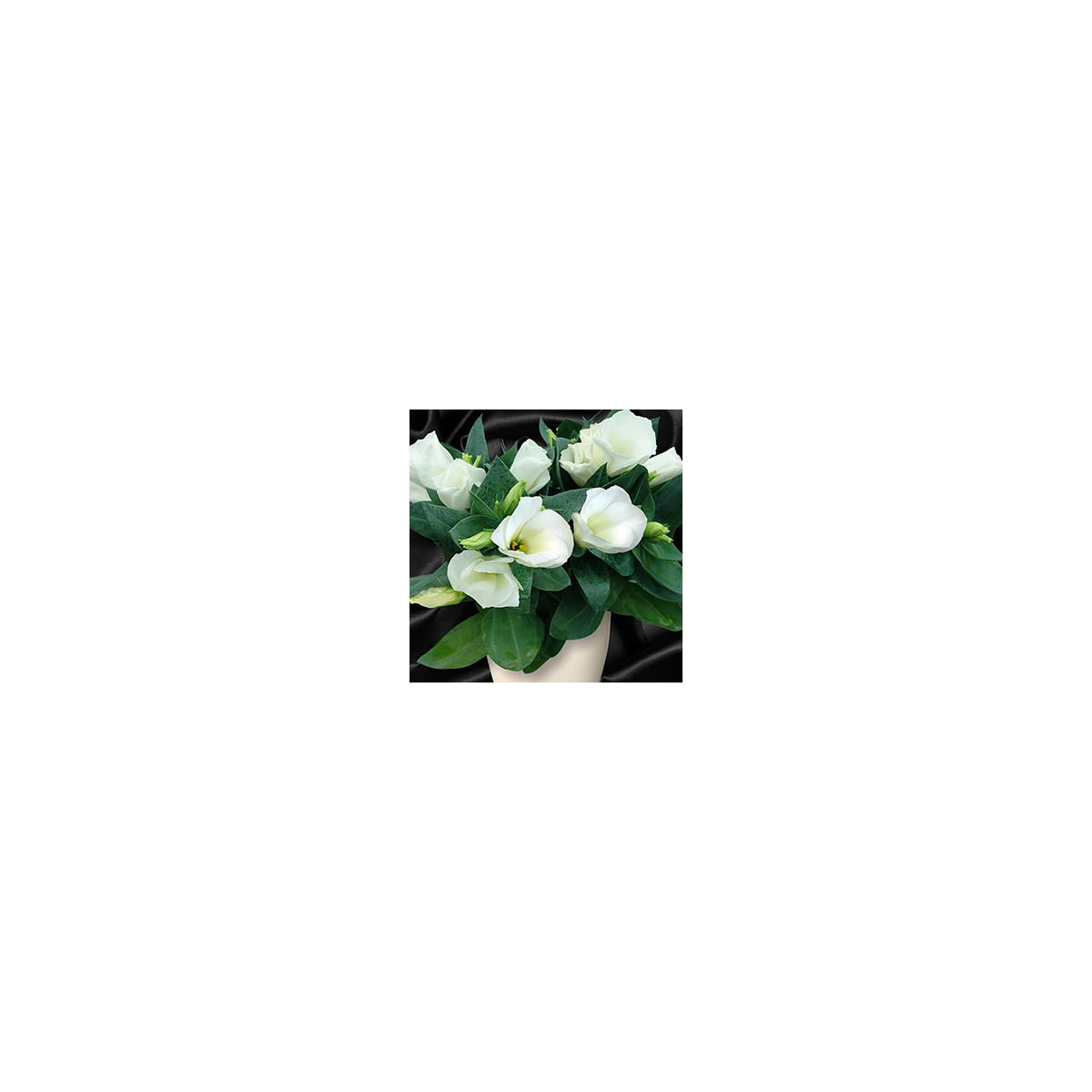 Eustoma Carmen Ivory - Eustoma grandiflorum - semena eustomy - 12 ks