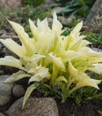 Bohyška - Hosta White Feather - hlízy bohyšky - 1 ks