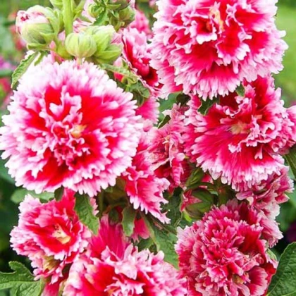 Topolovka Fiesta Time - Alcea - prostokořenné sazenice topolovky - 1 ks