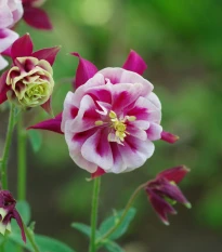 Orlíček Winky Red White Double - Aquilegia - prostokořenné sazenice orlíčku - 1 ks
