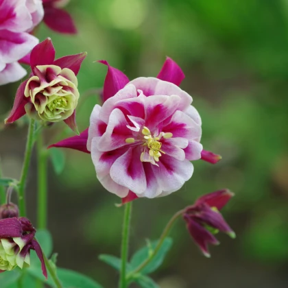Orlíček Winky Red White Double - Aquilegia - prostokořenné sazenice orlíčku - 1 ks