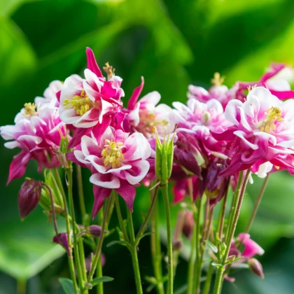 Orlíček Winky Red White Double - Aquilegia - prostokořenné sazenice orlíčku - 1 ks