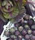 BIO Kapusta růžičková Rubine - Brassica oleracea var. gemmifera - semena kapusty - 40 ks