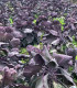 BIO Kapusta růžičková Rubine - Brassica oleracea var. gemmifera - semena kapusty - 40 ks