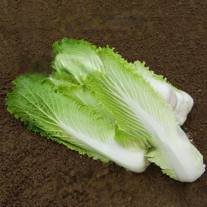 Bio pekingské zelí Granat - Brassica rapa pekinensis - bio semena zelí - 100 ks