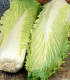 Bio pekingské zelí Granat - Brassica rapa pekinensis - bio semena zelí - 100 ks