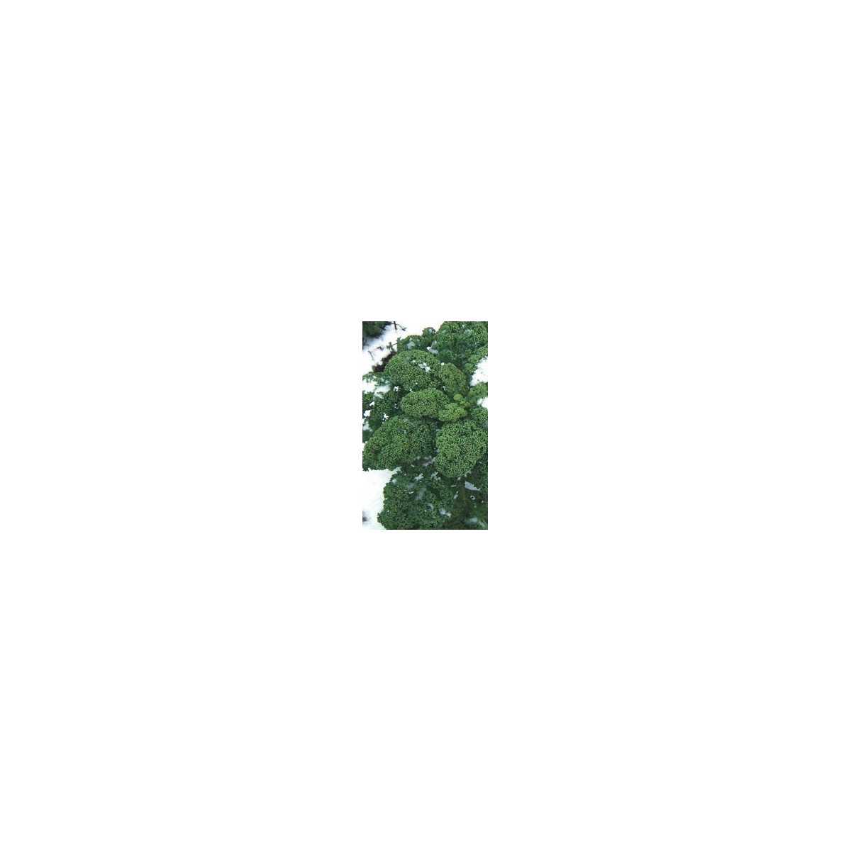 Kadeřávek zelený středně vysoký - semena kadeřávku -  0,9 gr