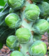 BIO Kapusta růžičková Neptuno F1 - Brassica oleracea var. gemmifera - semena kapusty - 20 ks