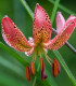 Lilie Martagon Manitoba - Lilium - cibule lilie - 1 ks